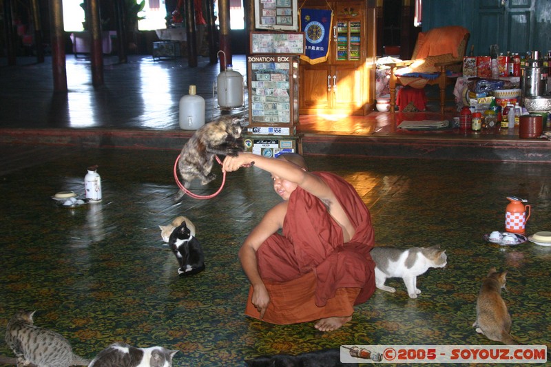 Inle lake - Nga Phe Kyaung - Jumping cat
Mots-clés: myanmar Burma Birmanie Pagode animals chat Bonze Lac