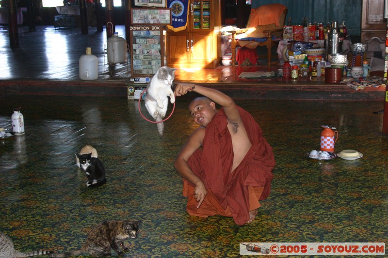 Inle lake - Nga Phe Kyaung - Jumping cat
Mots-clés: myanmar Burma Birmanie Pagode animals chat Bonze Lac