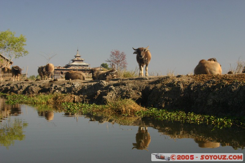 Nyaung Shwe
Mots-clés: myanmar Burma Birmanie Riviere