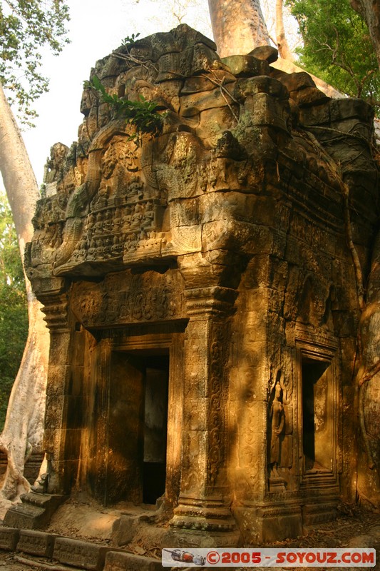 Angkor - Ta Prohm
Mots-clés: patrimoine unesco Ruines sunset