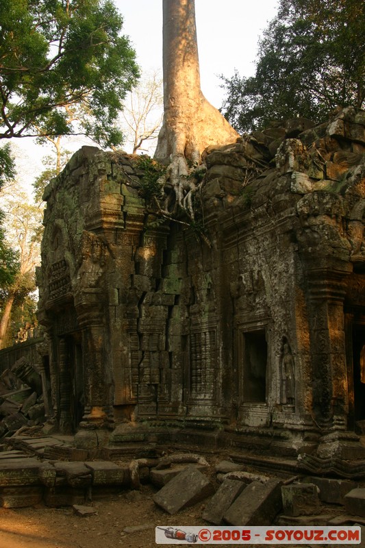 Angkor - Ta Prohm
Mots-clés: patrimoine unesco Ruines sunset
