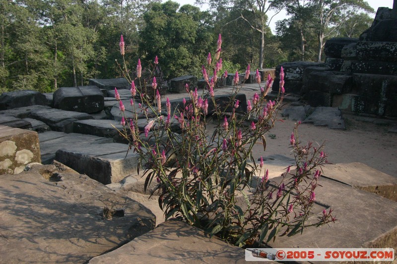 Angkor - Ta Keo
Mots-clés: patrimoine unesco Ruines fleur