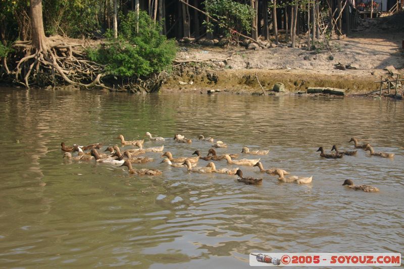 Along Mekong River - Ducks
Mots-clés: Vietnam Mekong River Riviere animals oiseau canard