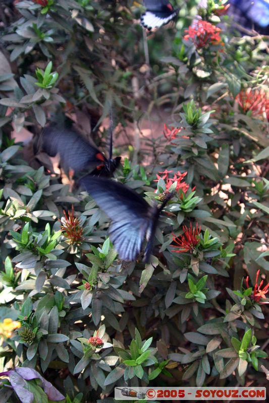 My Tho - Butterfly
Mots-clés: Vietnam animals papillon