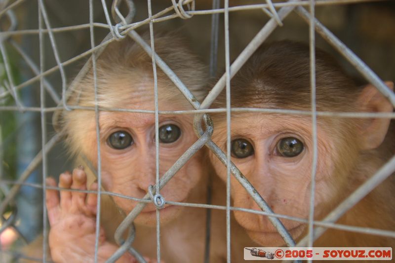 Saigon - Giac Lam Pagoda - Monkeys
Mots-clés: Vietnam HÃ´-Chi-Minh-Ville Ho Chi Minh animals singes