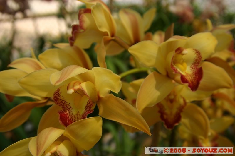 Dalat - Vuon Hoa (Flower Gardens)
Mots-clés: Vietnam fleur