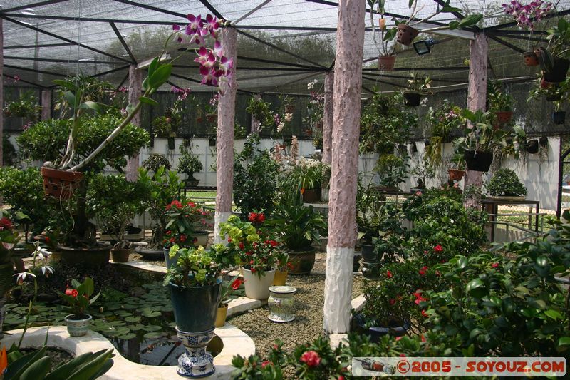 Dalat - Vuon Hoa (Flower Gardens)
Mots-clés: Vietnam fleur