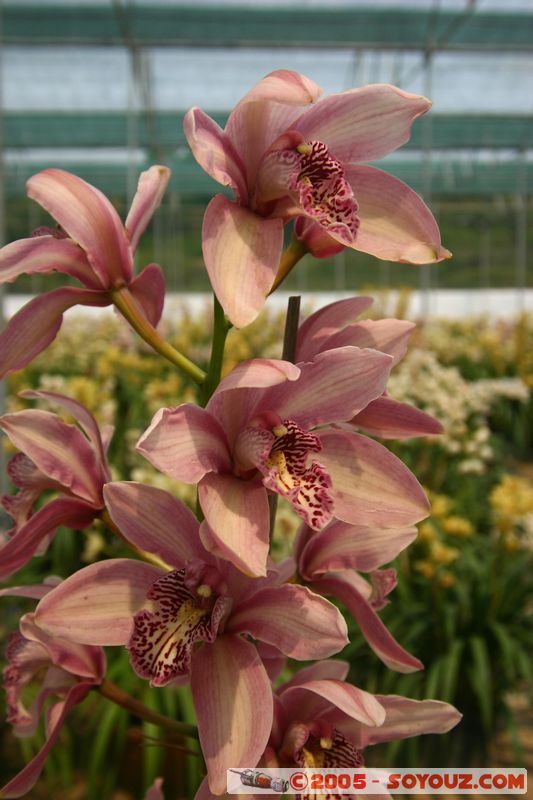 Dalat - Vuon Hoa (Flower Gardens)
Mots-clés: Vietnam fleur