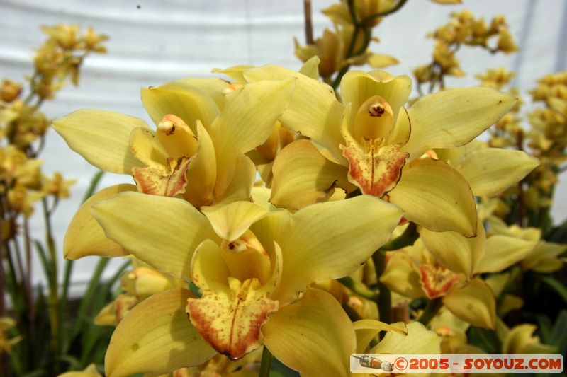 Dalat - Vuon Hoa (Flower Gardens)
Mots-clés: Vietnam fleur