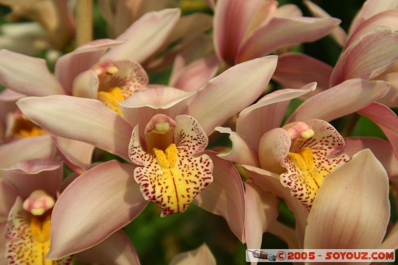 Dalat - Vuon Hoa (Flower Gardens)
Mots-clés: Vietnam fleur