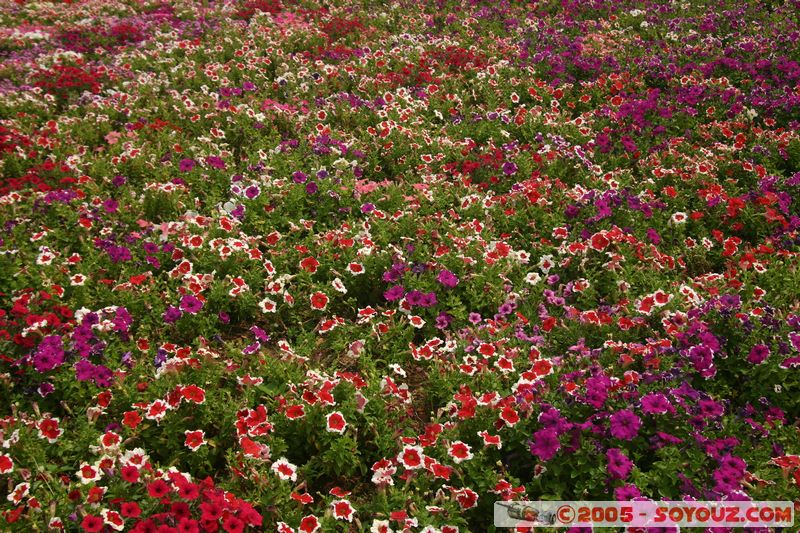 Dalat - Vuon Hoa (Flower Gardens)
Mots-clés: Vietnam fleur