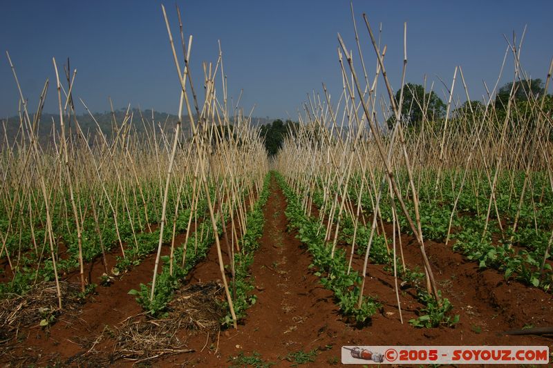 Around Dalat
Mots-clés: Vietnam