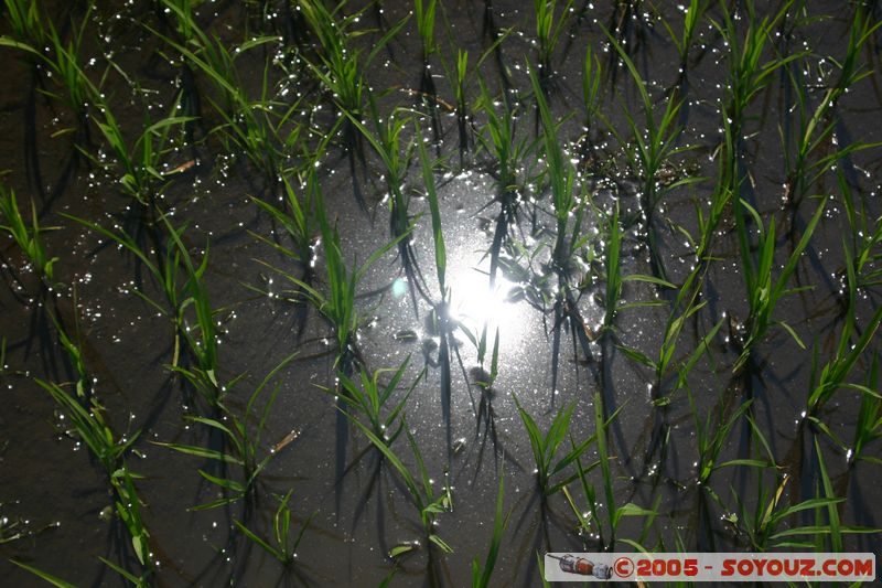 Around Dalat - Rice paddies
Mots-clés: Vietnam Riziere