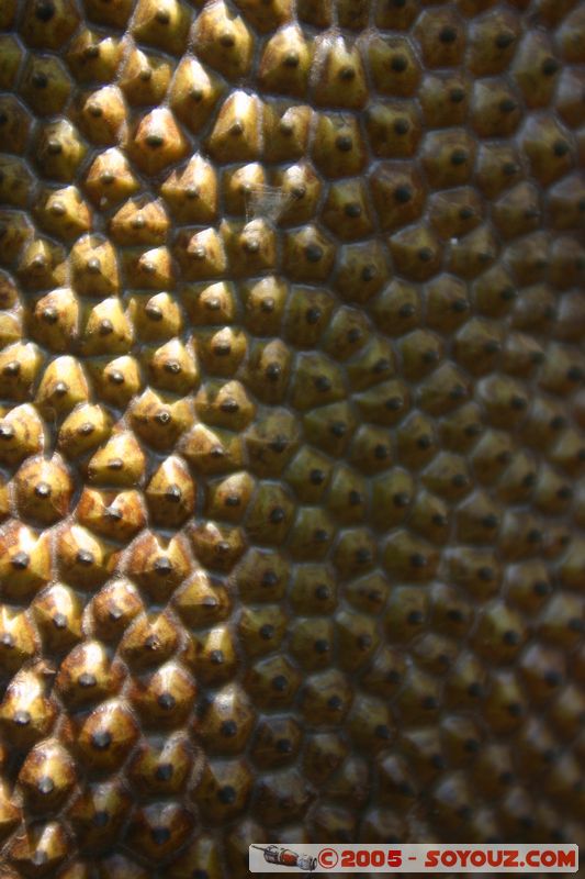 Around Dalat - Jack fruit
Mots-clés: Vietnam fruit