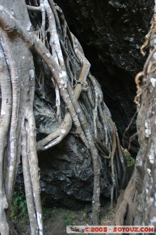 Around Dalat - Thac Hang Cop (Tiger Falls)
Mots-clés: Vietnam Arbres