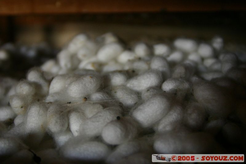 Around Dalat - Silkworm Farm
Mots-clés: Vietnam animals Insecte chenille