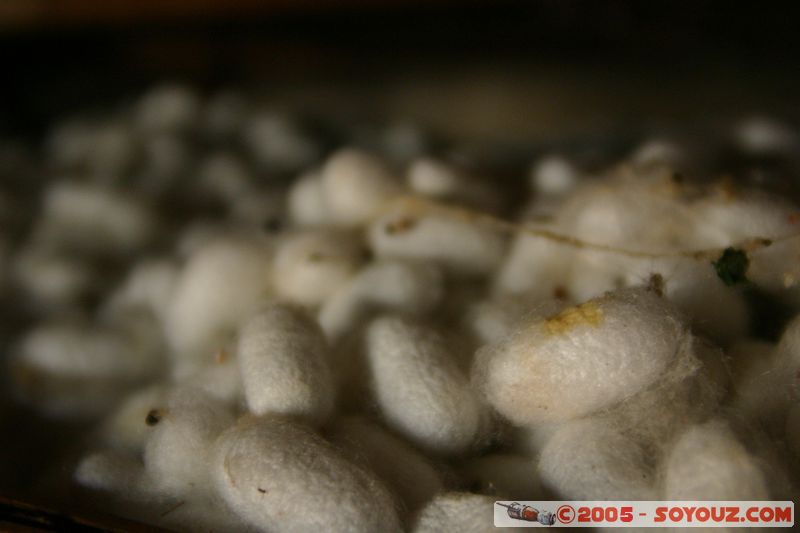 Around Dalat - Silkworm Farm
Mots-clés: Vietnam animals Insecte chenille