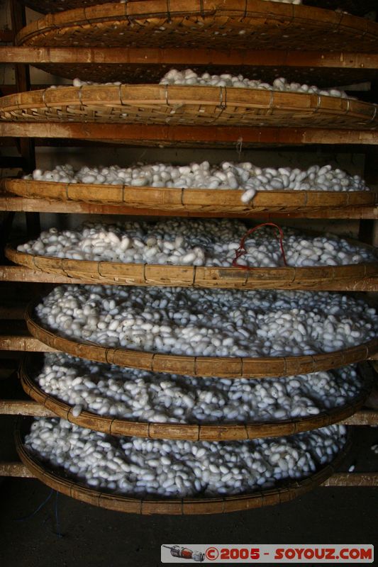 Around Dalat - Silkworm Farm
Mots-clés: Vietnam animals Insecte chenille