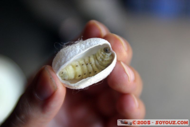 Around Dalat - Silkworm Farm
Mots-clés: Vietnam animals Insecte chenille