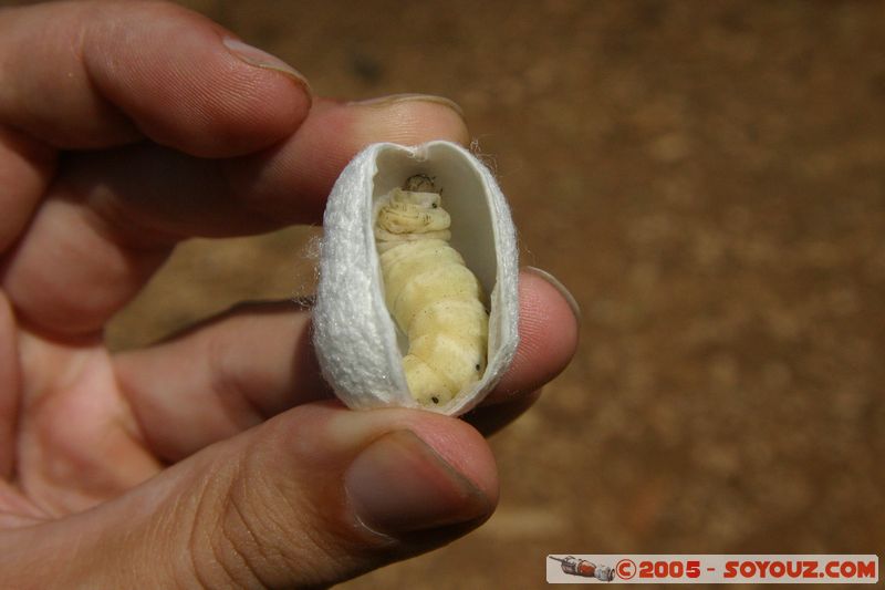 Around Dalat - Silkworm Farm
Mots-clés: Vietnam animals Insecte chenille