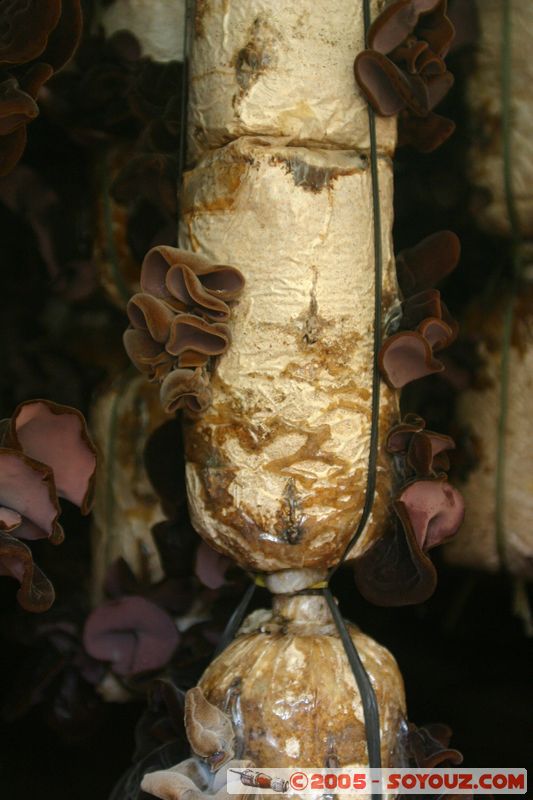 Around Dalat - Mushroom Farm
Mots-clés: Vietnam champignon