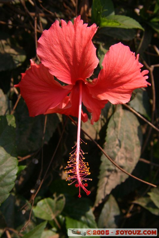 Around Dalat - Flower
Mots-clés: Vietnam fleur