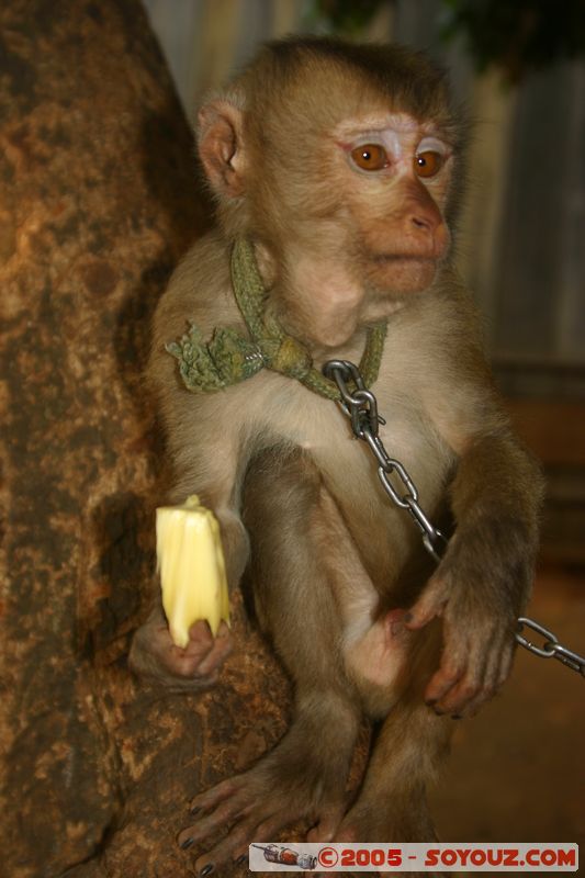 Around Dalat - Chicken Village - Monkey
Mots-clés: Vietnam animals singes