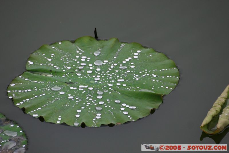 Hue Citadel - Water lily
Mots-clés: Vietnam plante