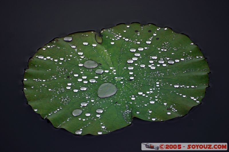 Hue Citadel - Water lily
Mots-clés: Vietnam plante