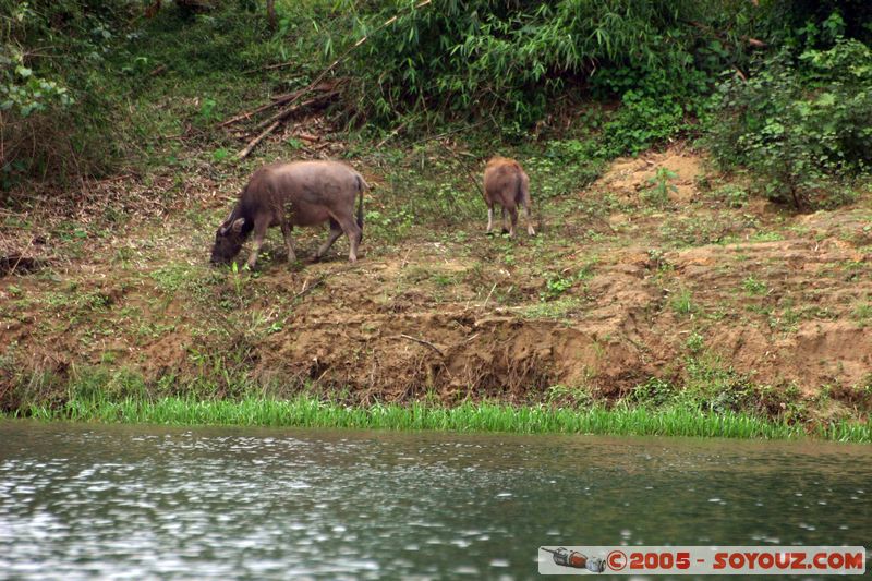 Perfume River - Water buffalo
Mots-clés: Vietnam animals vaches Buffle