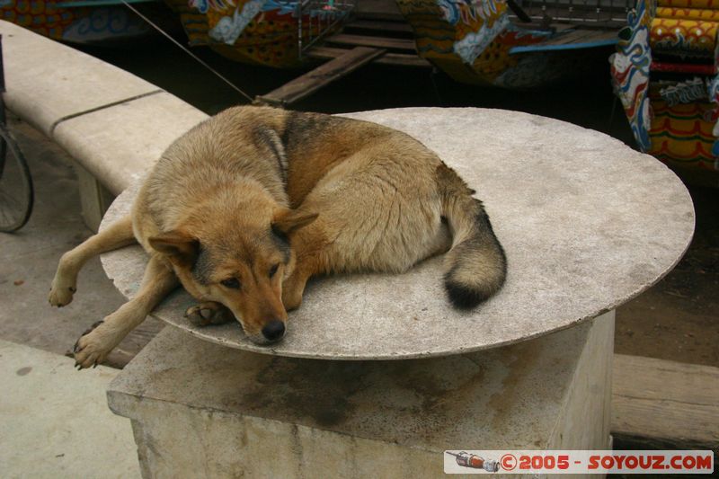 Hue - Resting dog
Mots-clés: Vietnam animals chien