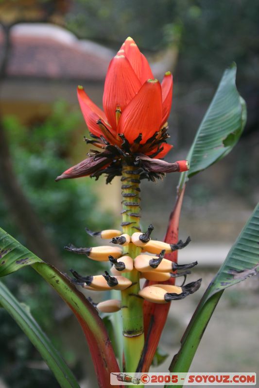 Ninh Binh - Hoa Lu - Banana Tree
Mots-clés: Vietnam fruit
