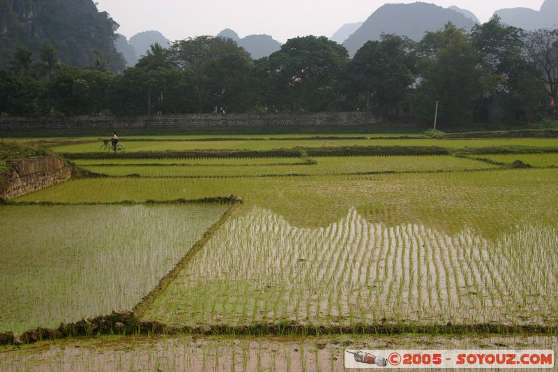 Ninh Binh - Hoa Lu - Rice Paddies
Mots-clés: Vietnam Riziere