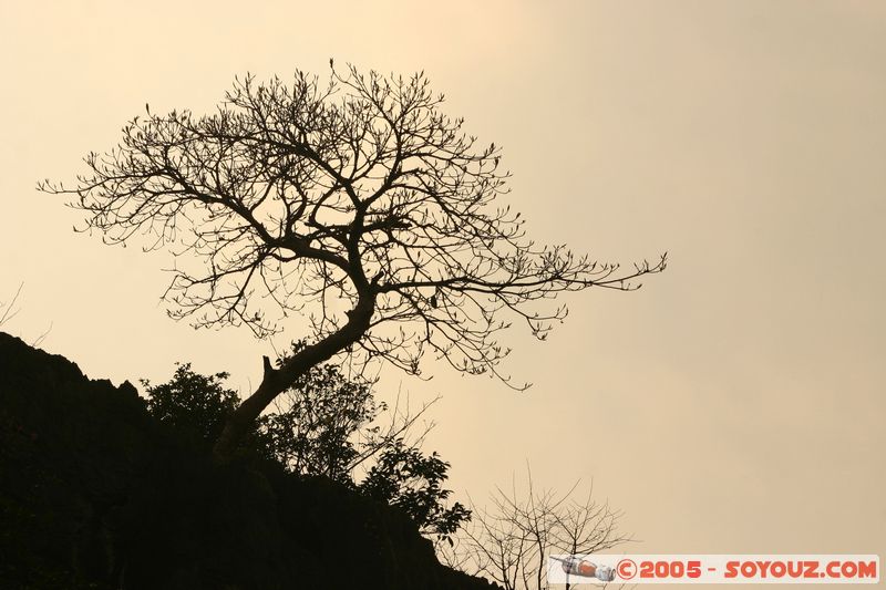 Ninh Binh - Hoa Lu
Mots-clés: Vietnam Arbres sunset