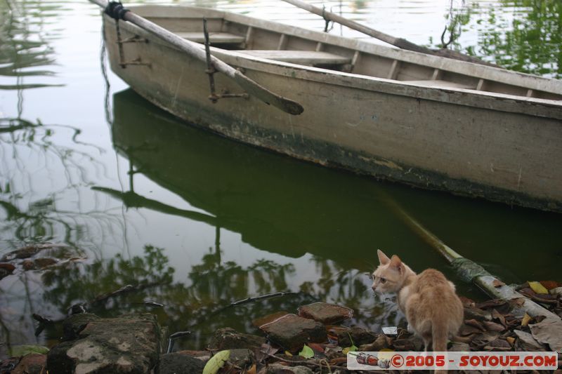 Hanoi - Ngoc Son Temple - Boat
Mots-clés: Vietnam animals chat Lac bateau