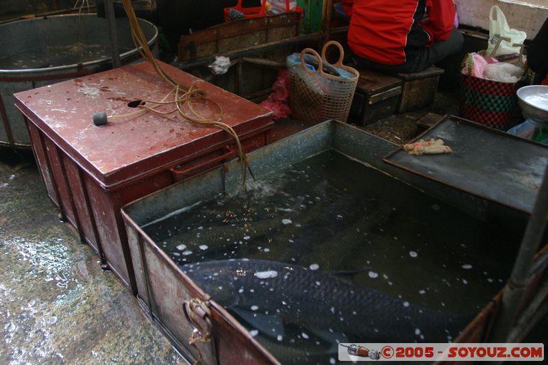Hanoi - Old Quarter Market
Mots-clés: Vietnam Marche Poisson