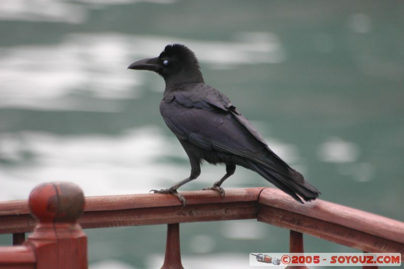 Halong Bay - Crow
Mots-clés: Vietnam mer animals oiseau Corbeau