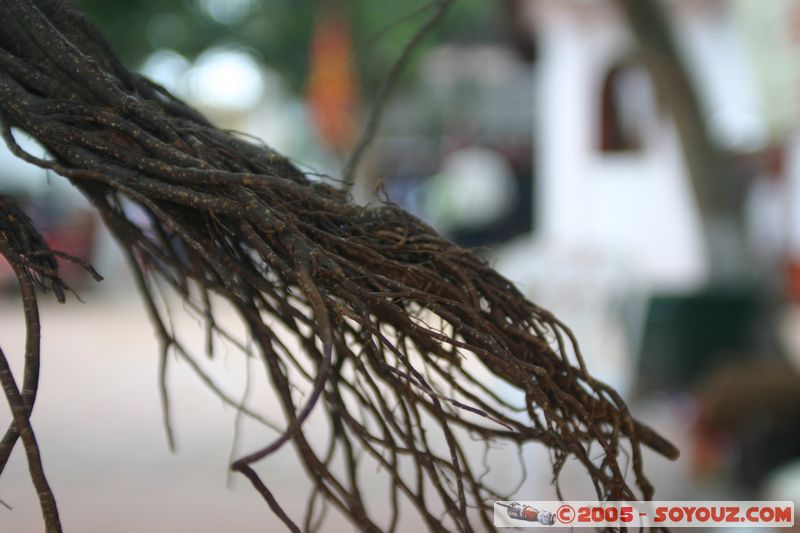 Chua Huong - Den Trinh
Mots-clés: Vietnam Arbres