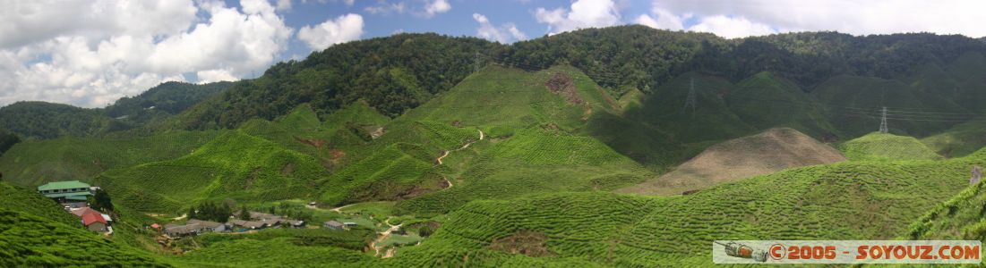 Vue panoramique sur les plantations de thé
Panoramique view on tea plantation
Mots-clés: Cameron Highlands Jungle Treking Malaysia Tanah Rata Tea Plantations