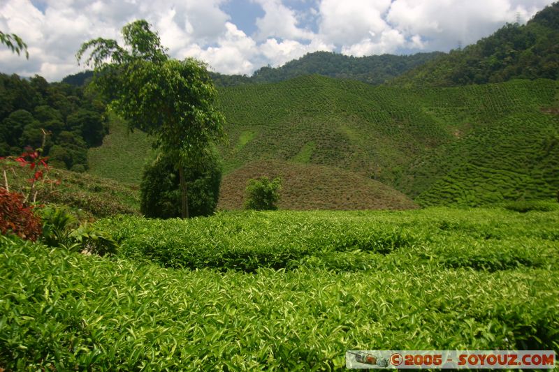 Cameron Bharat Tea Estate
Mots-clés: Cameron Highlands Jungle Treking Malaysia Tanah Rata Tea Plantations
