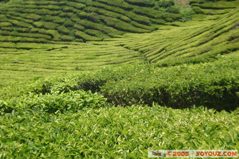 Cameron Bharat Tea Estate
Mots-clés: Cameron Highlands Jungle Treking Malaysia Tanah Rata Tea Plantations