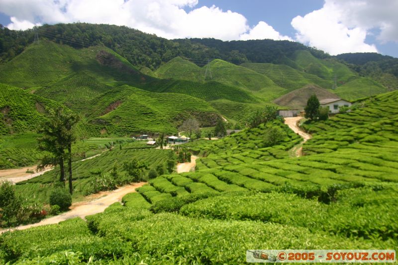 Cameron Bharat Tea Estate
Mots-clés: Cameron Highlands Jungle Treking Malaysia Tanah Rata Tea Plantations