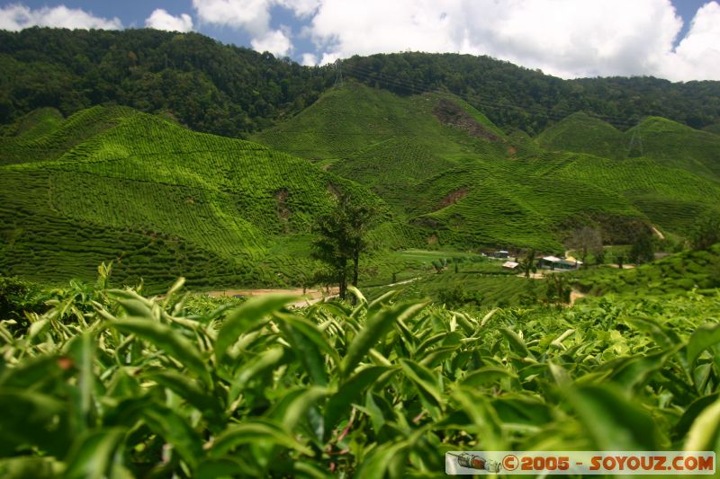 Cameron Bharat Tea Estate
Mots-clés: Cameron Highlands Jungle Treking Malaysia Tanah Rata Tea Plantations