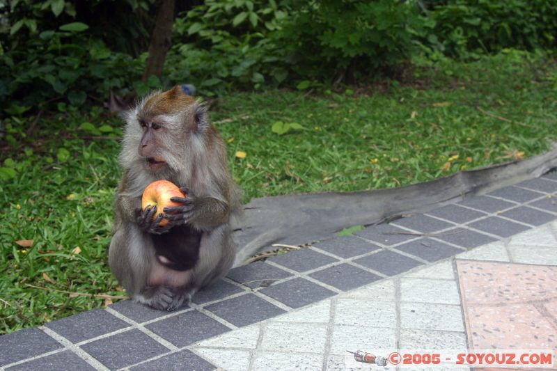 Singe en libérté à Lake Gardens
Free monkey in Lake Gardens
Mots-clés: Central Market Dataran Merdeka Federal Territory Kuala Lumpur Malaysia Masjid Negara Menara Petronas Twin Towers Twin Towers