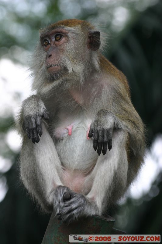 Singe en libérté à Lake Gardens
Free monkey in Lake Gardens
Mots-clés: Central Market Dataran Merdeka Federal Territory Kuala Lumpur Malaysia Masjid Negara Menara Petronas Twin Towers Twin Towers