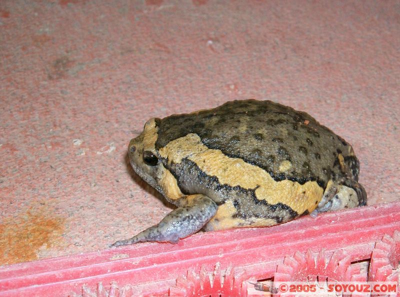 Un crapaud dans la chambre
a toad in the room
Mots-clés: Jungle Treking Kuala Tahan Malaysia Taman Negara canopy walkway tropical rain forest