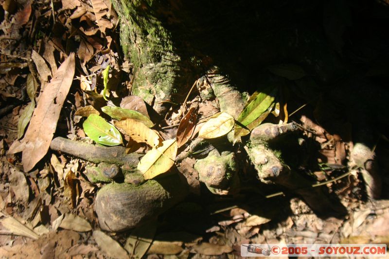 Green
Mots-clés: Jungle Treking Kuala Tahan Malaysia Taman Negara canopy walkway tropical rain forest