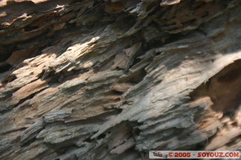 Wood
Mots-clés: Jungle Treking Kuala Tahan Malaysia Taman Negara canopy walkway tropical rain forest