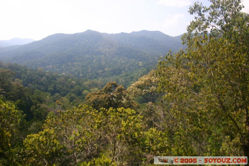 Vue sur le parc Taman Negara
View on Taman Negara park
Mots-clés: Jungle Treking Kuala Tahan Malaysia Taman Negara canopy walkway tropical rain forest