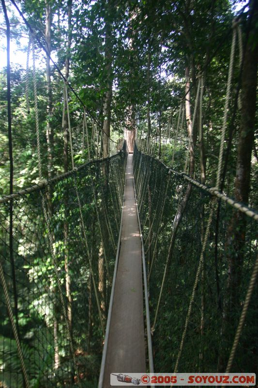 Canopy walkway
Mots-clés: Jungle Treking Kuala Tahan Malaysia Taman Negara canopy walkway tropical rain forest